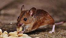 24 Hour & Emergency Exterminators in Warrensburg, MO